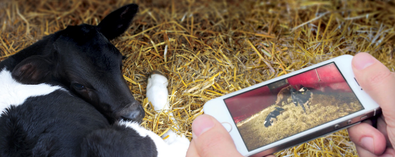 camera surveillance agricole pas cher velage