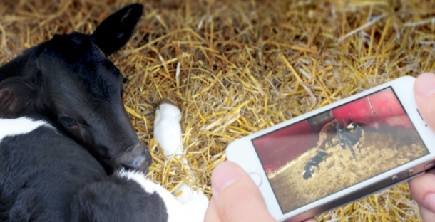 video surveillance agricole